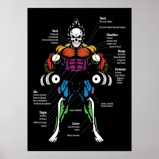 Muskeldiagramm, Anatomiediagramm - Gymnastik Poster (Vorne)
