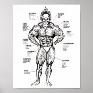 Muskelkarte und Übungsanleitung - Bodybuilding Mot Poster