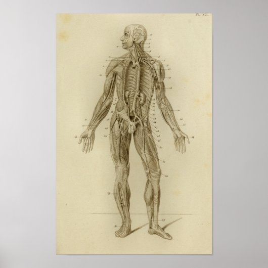 Muskeln Arterien Anatomie Drucken Vintag Poster (Vorne)