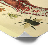 Muskeln Arteries Bienen Anatomie Kunst drucken Poster (Ecke)