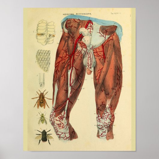Muskeln Arteries Bienen Anatomie Kunst drucken Poster (Vorne)