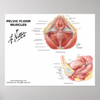 Muskeln auf dem Beckenboden des Netzers - Diagramm Poster