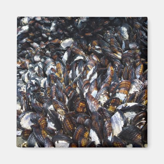 Muskeln & Barnacles am Bob Creek, OR Magnet (Vorne)