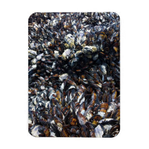 Muskeln & Barnacles am Bob Creek, OR Magnet