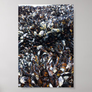 Muskeln & Barnacles am Bob Creek, OR Poster