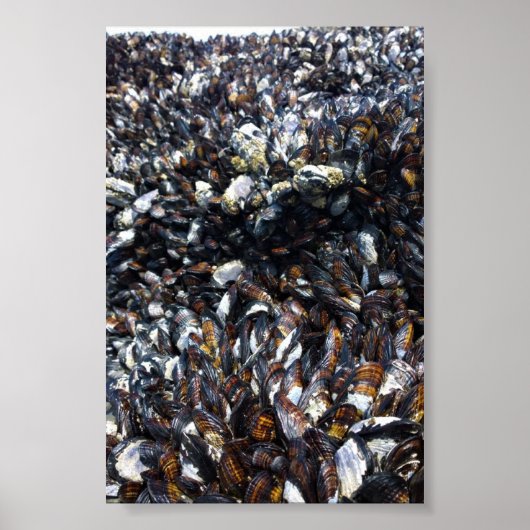 Muskeln & Barnacles am Bob Creek, OR Poster (Vorne)