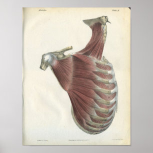 Muskeln der Nackenmuskulatur Vintage Anatomie Druc Poster