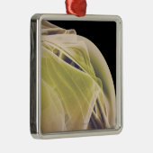 Muskeln der Schulter Silbernes Ornament (Rechts)