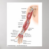 Muskeln des ganzen Arms, gekennzeichnet zeichnend. Poster (Vorne)