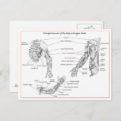 Muskeln des Oberkörpers Postkarte (Vorne/Hinten)