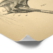 Muskeln des Pferdes Anatomie 1908 Vintag drucken Poster (Ecke)