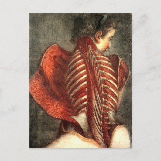 Muskeln des Rückens in einem Weibchen Postkarte (Vorderseite)