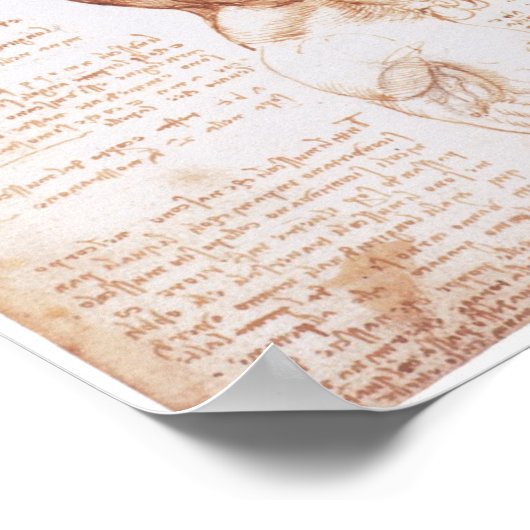 Muskeln des Torso, Leonarod da Vinci Poster (Ecke)