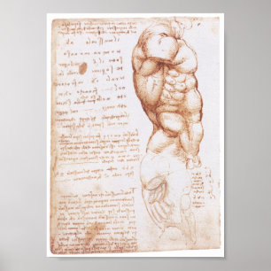 Muskeln des Torsos, Leonarod da Vinci Poster