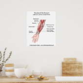 Muskeln des Unterarms, gekennzeichnet durch Diagra Poster (Küche)