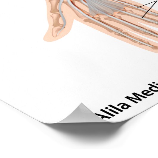 Muskeln des Unterarms, gekennzeichnet durch Diagra Poster (Ecke)