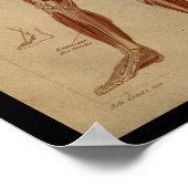 Muskeln Innere Vintage Anatomie Poster (Ecke)