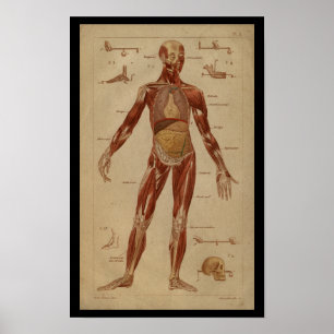 Muskeln Innere Vintage Menschliche Anatomie Druck Poster