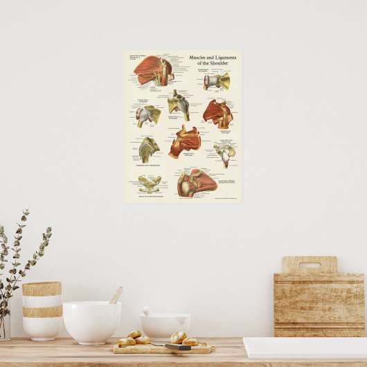 Muskeln & Ligaments Schulteranatomie Poster (Küche)