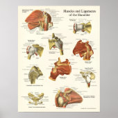 Muskeln & Ligaments Schulteranatomie Poster (Vorne)