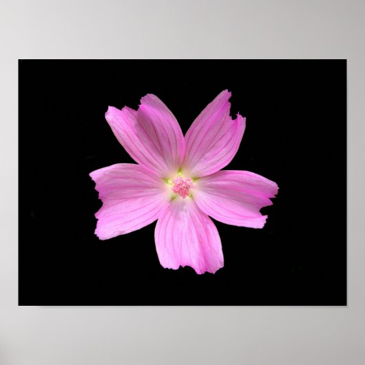 Muskeln-Mallow-Poster Poster (Vorne)