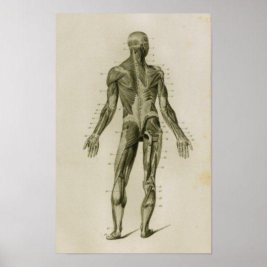 Muskeln Nachstehend Vintage Anatomie Poster (Vorne)