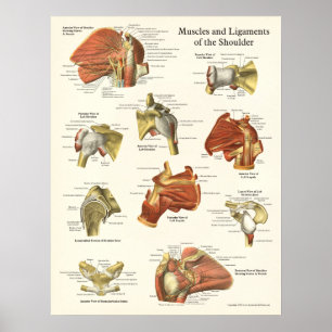 Muskeln u. Ligament-Schulter-Anatomie-Plakat Poster