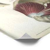 Muskeln und Angesagte Muskeln Anatomie Poster (Ecke)