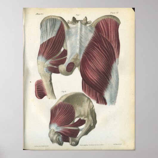 Muskeln und Angesagte Muskeln Anatomie Poster (Vorne)
