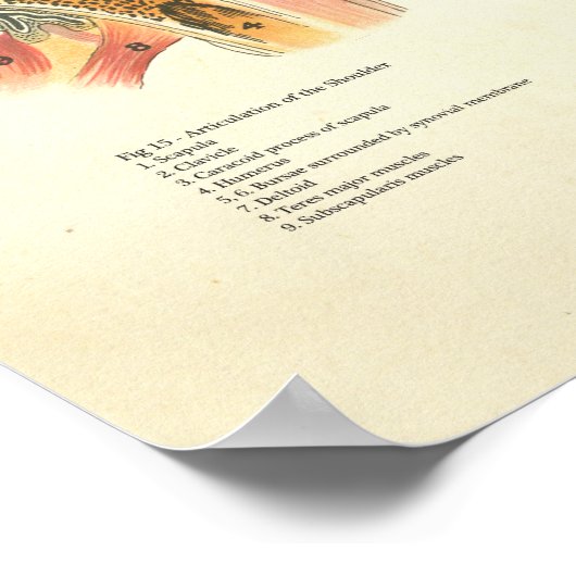 Muskeln und Artikulationen Humane Anatomie Poster (Ecke)