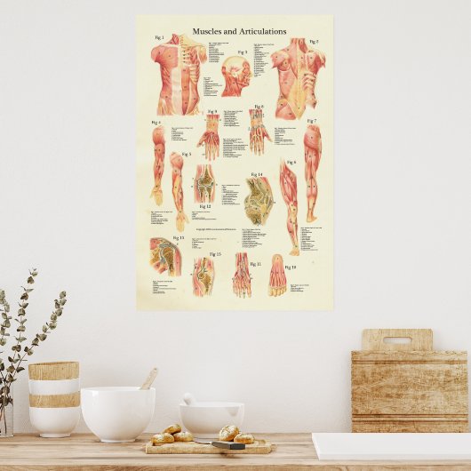 Muskeln und Artikulationen Humane Anatomie Poster (Küche)