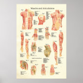 Muskeln und Artikulationen Humane Anatomie Poster (Vorne)