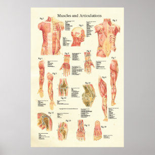 Muskeln und Artikulationen Humane Anatomie Poster