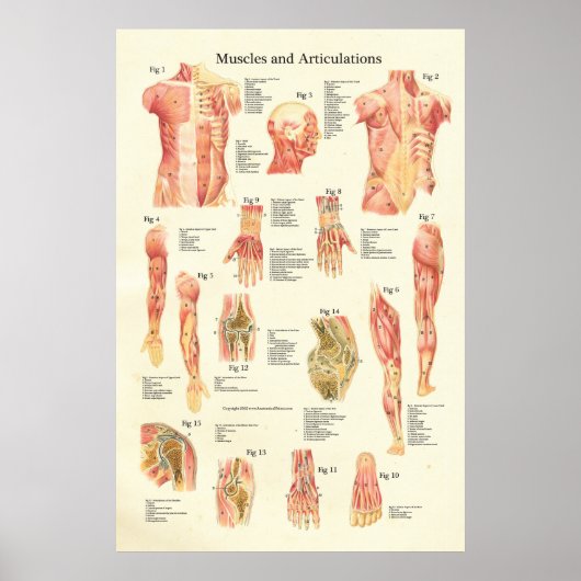 Muskeln und Artikulationen Humane Anatomie Poster (Vorne)