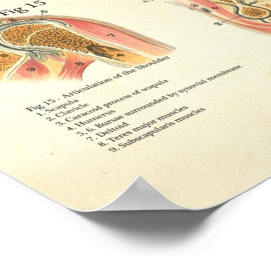 Muskeln und Artikulationen Humane Anatomie Poster (Ecke)