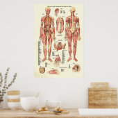 Muskeln und Viscera des weiblichen Anatomie-Poster Poster (Küche)