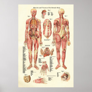 Muskeln und Viscera des weiblichen Anatomie-Poster Poster
