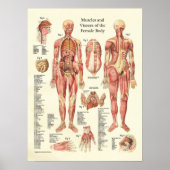 Muskeln und Viscera des weiblichen Anatomie-Poster Poster (Vorne)