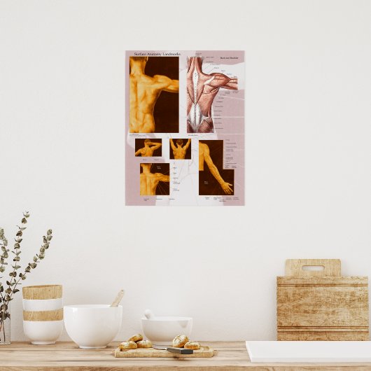 Muskeloberfläche Anatomie Poster Back & Shoulder (Küche)