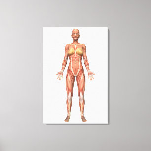 Muskelweibliches System, Vorderansicht Leinwanddruck