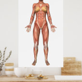 Muskelweibliches System, Vorderansicht Poster (Küche)