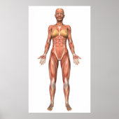 Muskelweibliches System, Vorderansicht Poster (Vorne)