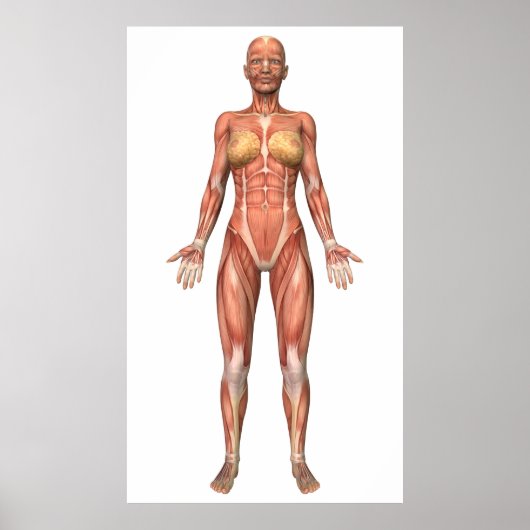 Muskelweibliches System, Vorderansicht Poster (Vorne)