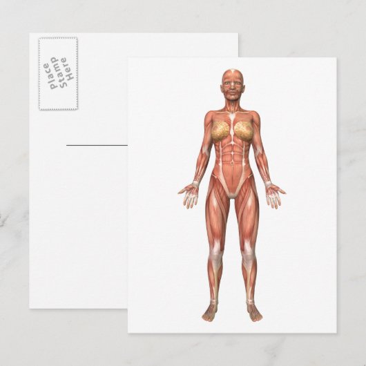 Muskelweibliches System, Vorderansicht Postkarte (Vorne/Hinten)
