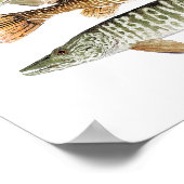 Muskie, Pike, Tiger und Pickerel II Poster (Ecke)