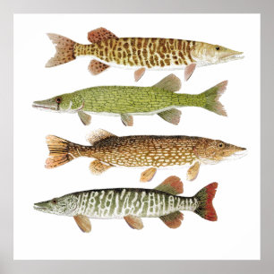 Muskie, Pike, Tiger und Pickerel Poster