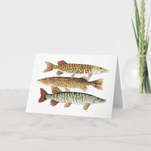 Muskie, Pike u. Tiger Karte