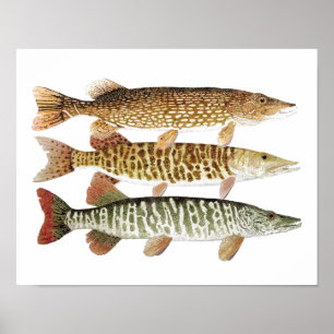 Muskie, Pike und Tiger Poster