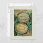 Muskmellon Postkarte (Vorne/Hinten)