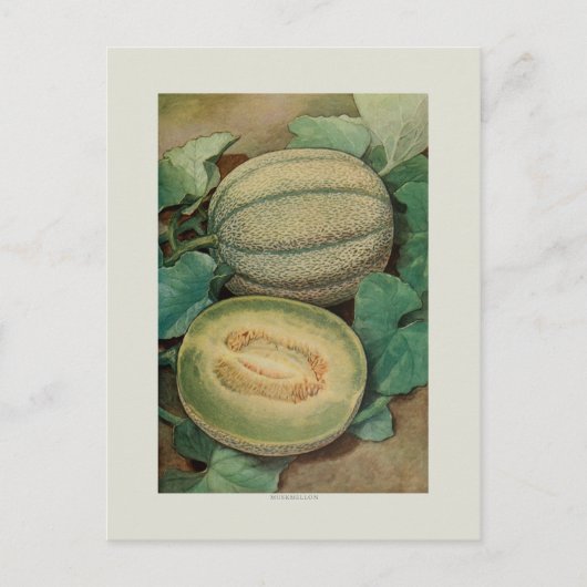 Muskmellon Postkarte (Vorderseite)